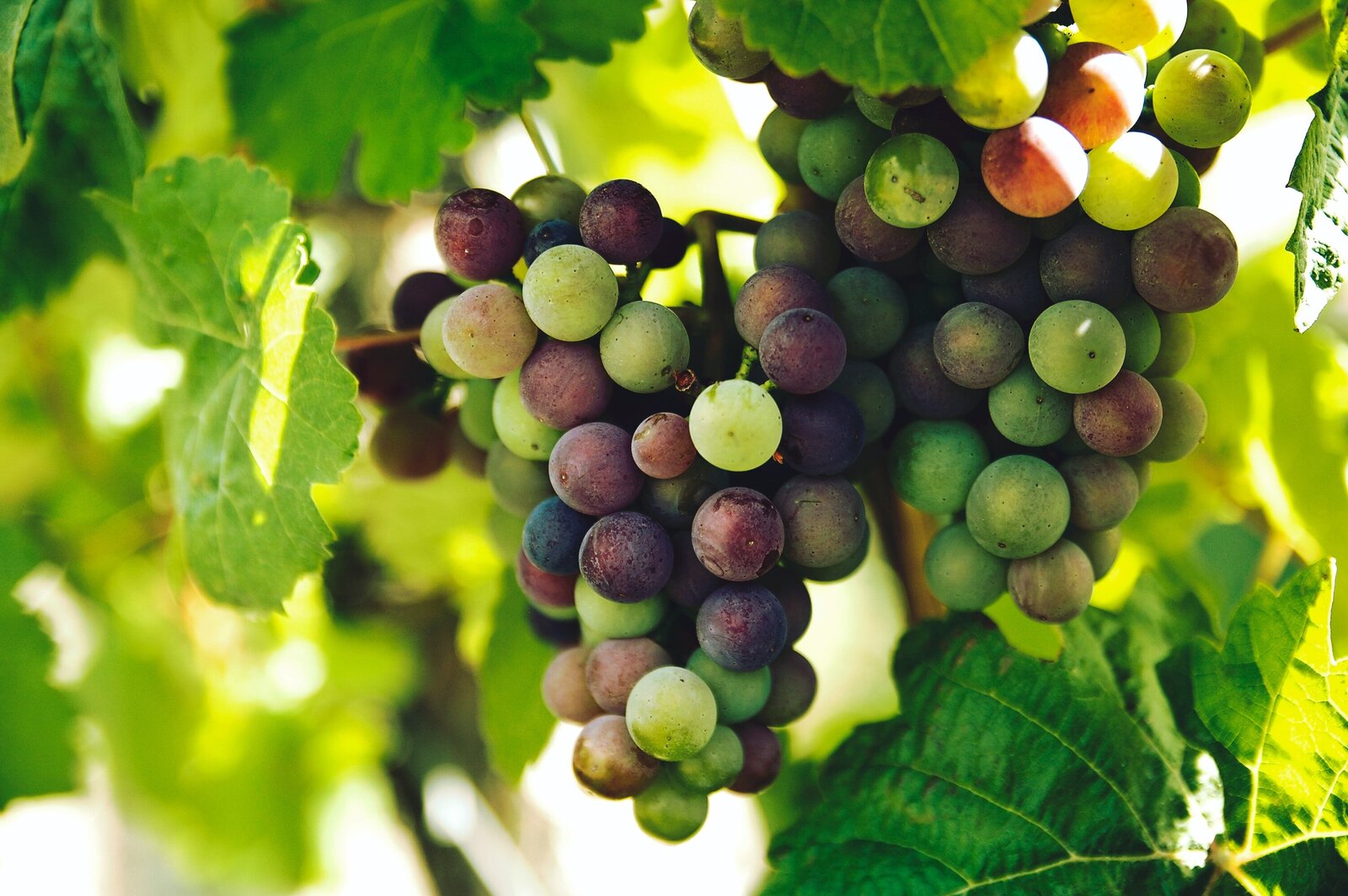 Italian Grapes