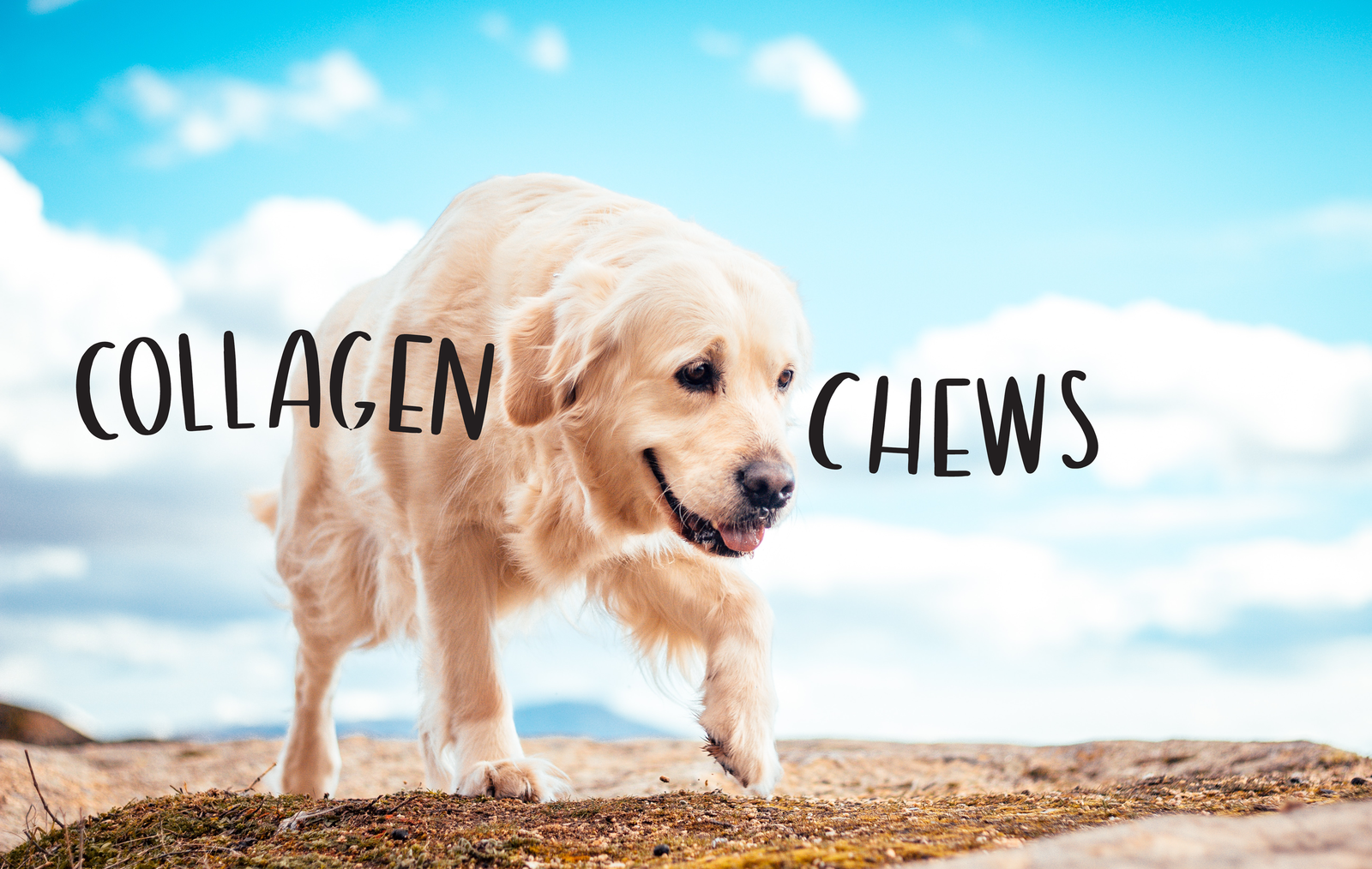 collagen-chews-header-2