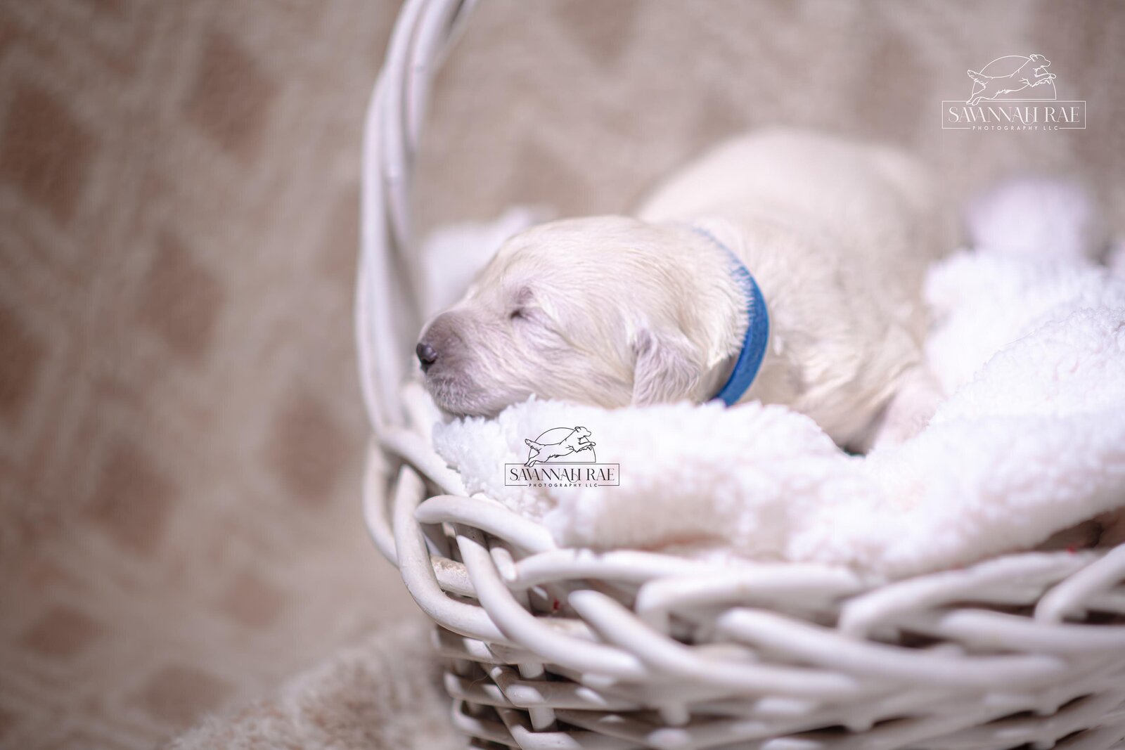 Puppy 2 week-7 copy