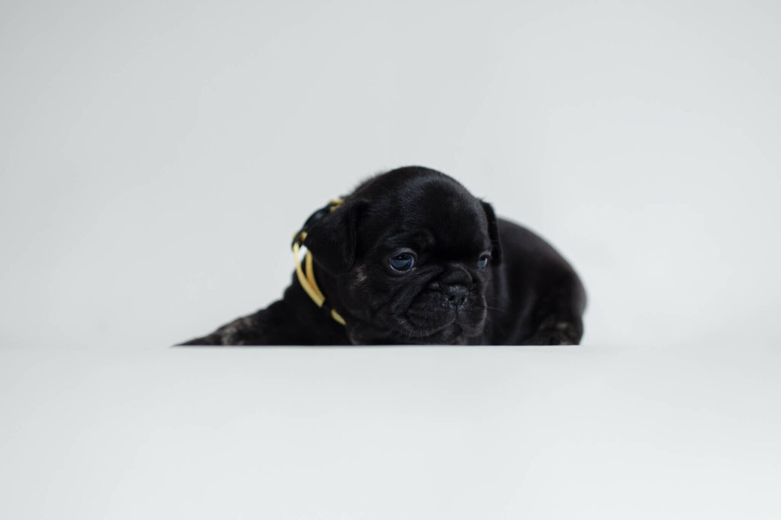 French Bulldog puppy looking at Boston pet photogrpaher for breeder litter photos