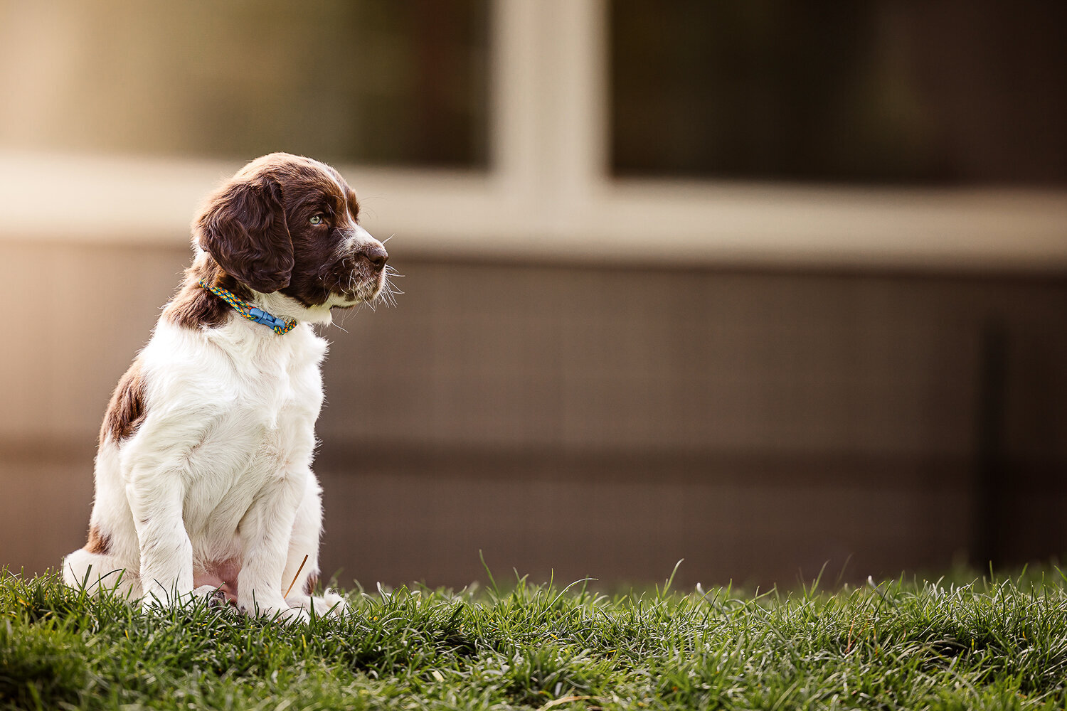 canine_hounds_dog_portraits_sessions_puppy  (28)
