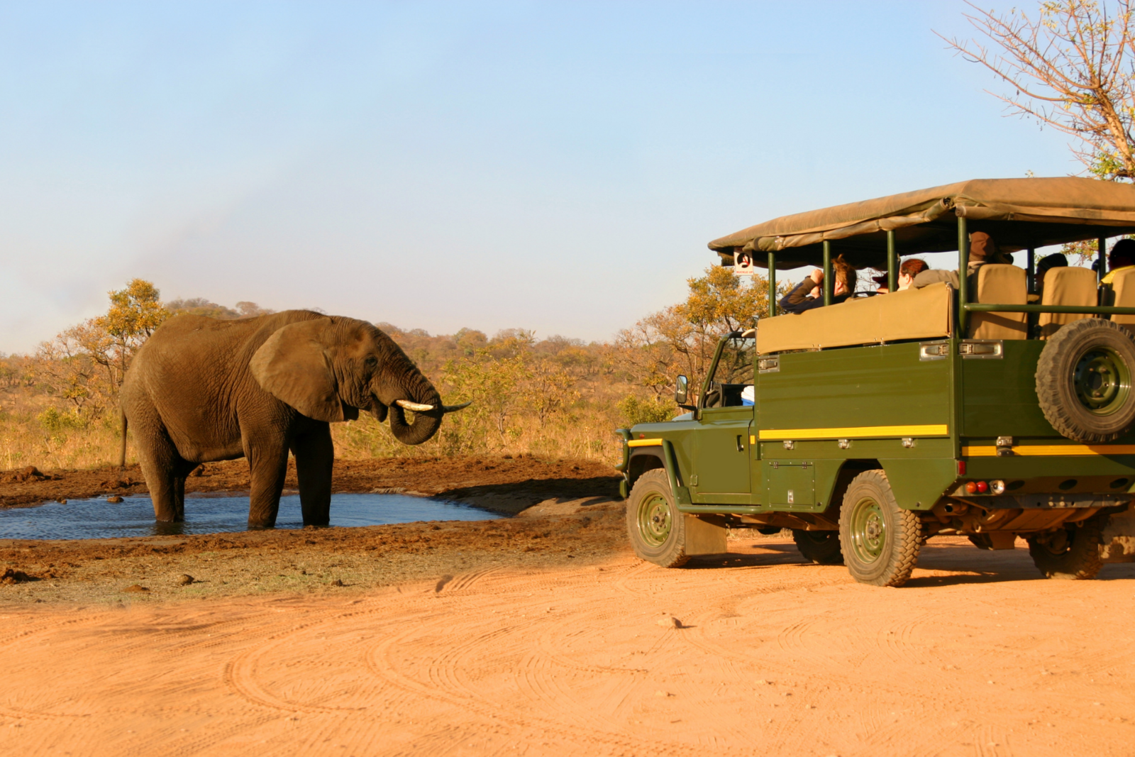 Elephant Safari