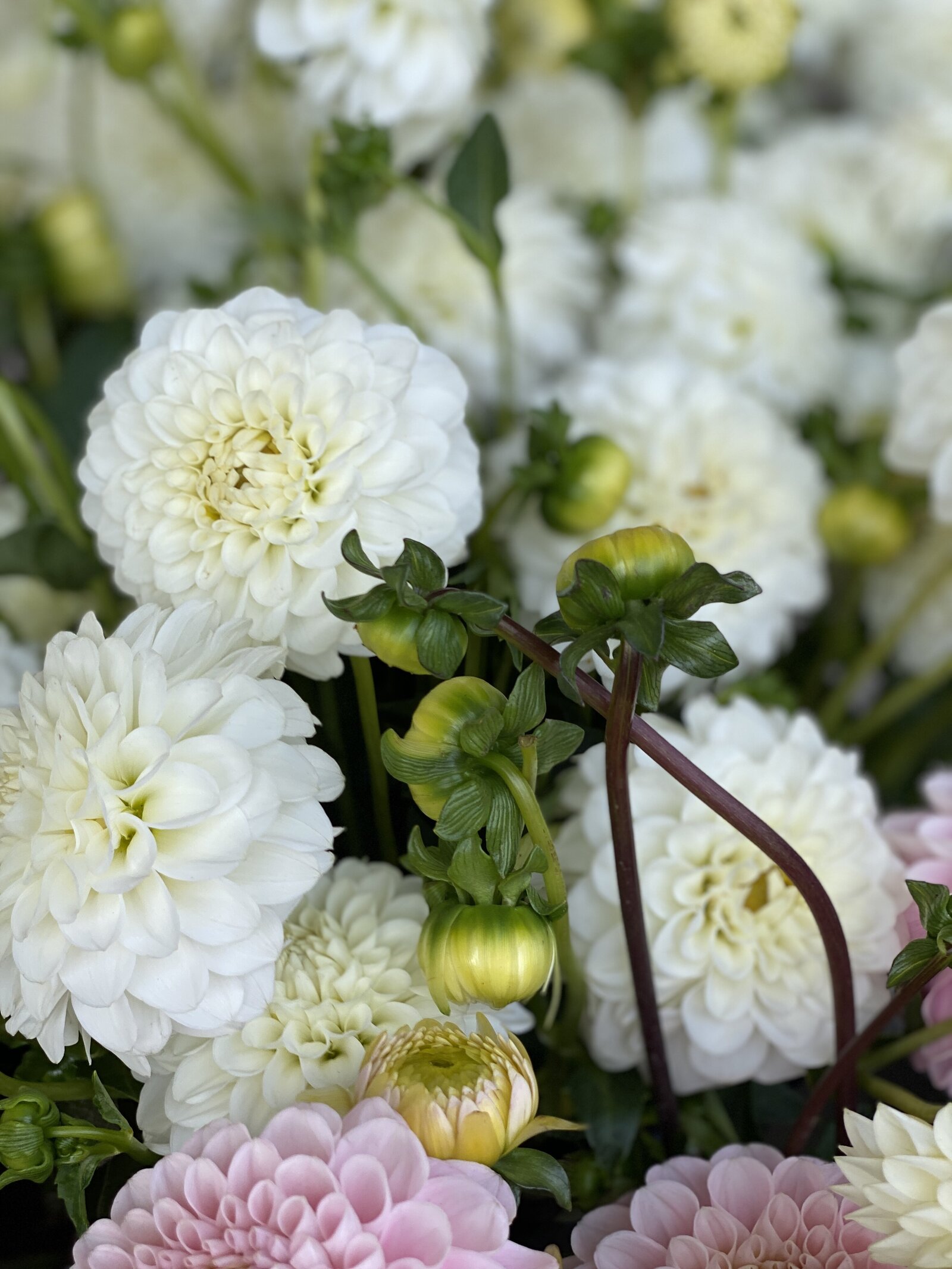 cafe au lait dahlia blooms