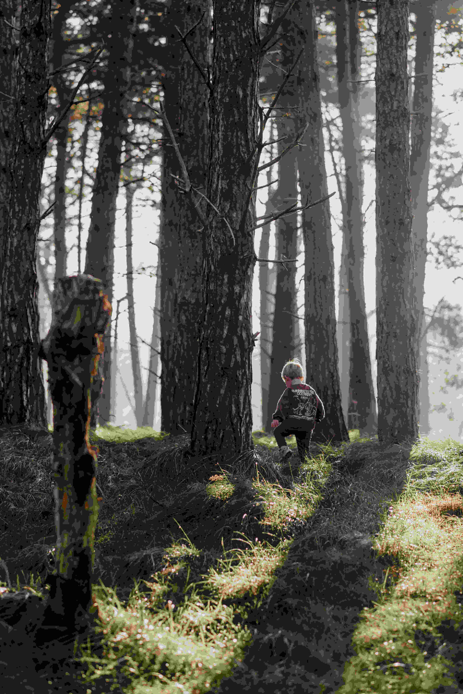 sophie prins fotografie fotoshoot familieshoot gezinsshoot duinen bos
