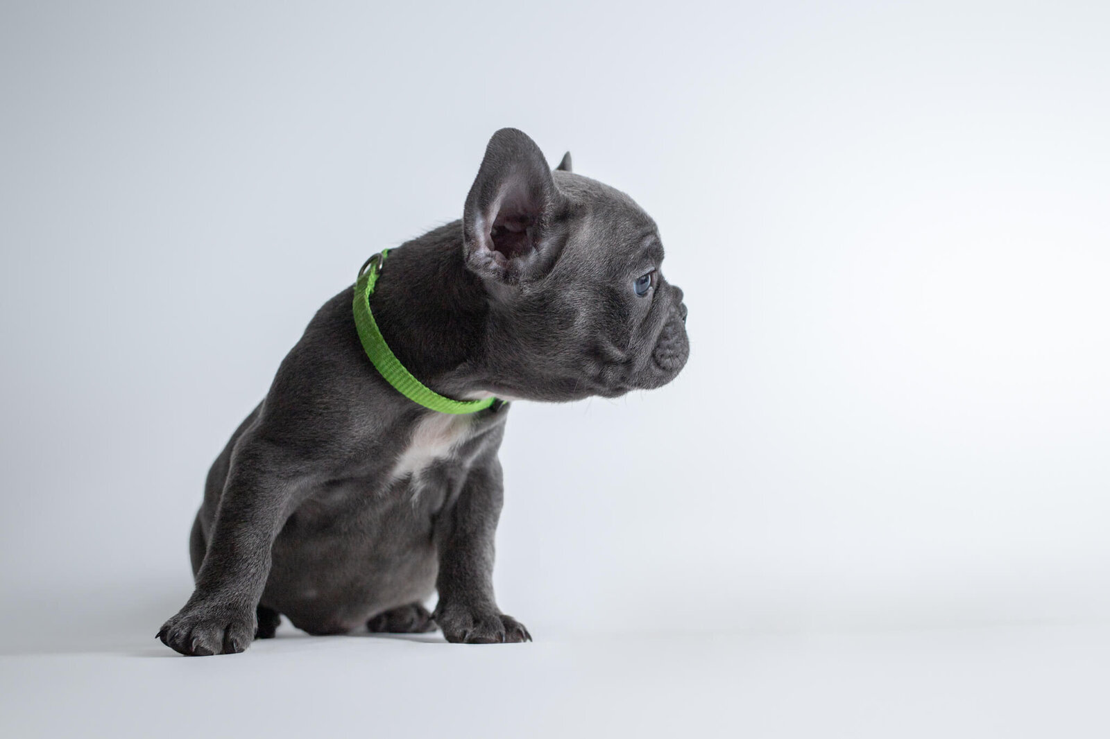Side view of French Bulldog puppy's face sittign  on a white backdrop for Boston pet photographer