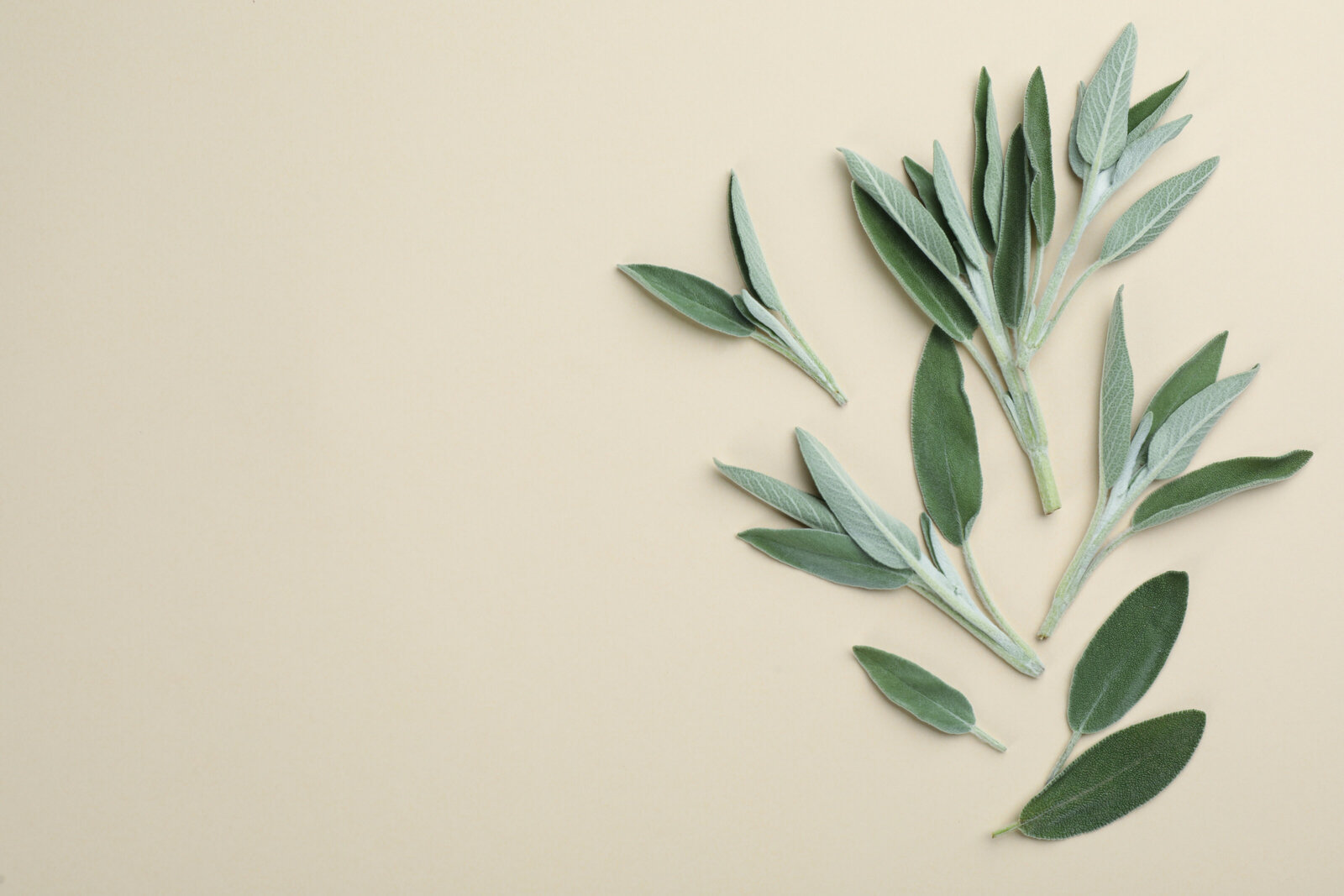 Flat lay of fresh sage leaves on a soft cream background, symbolizing natural wellness and herbal healing.