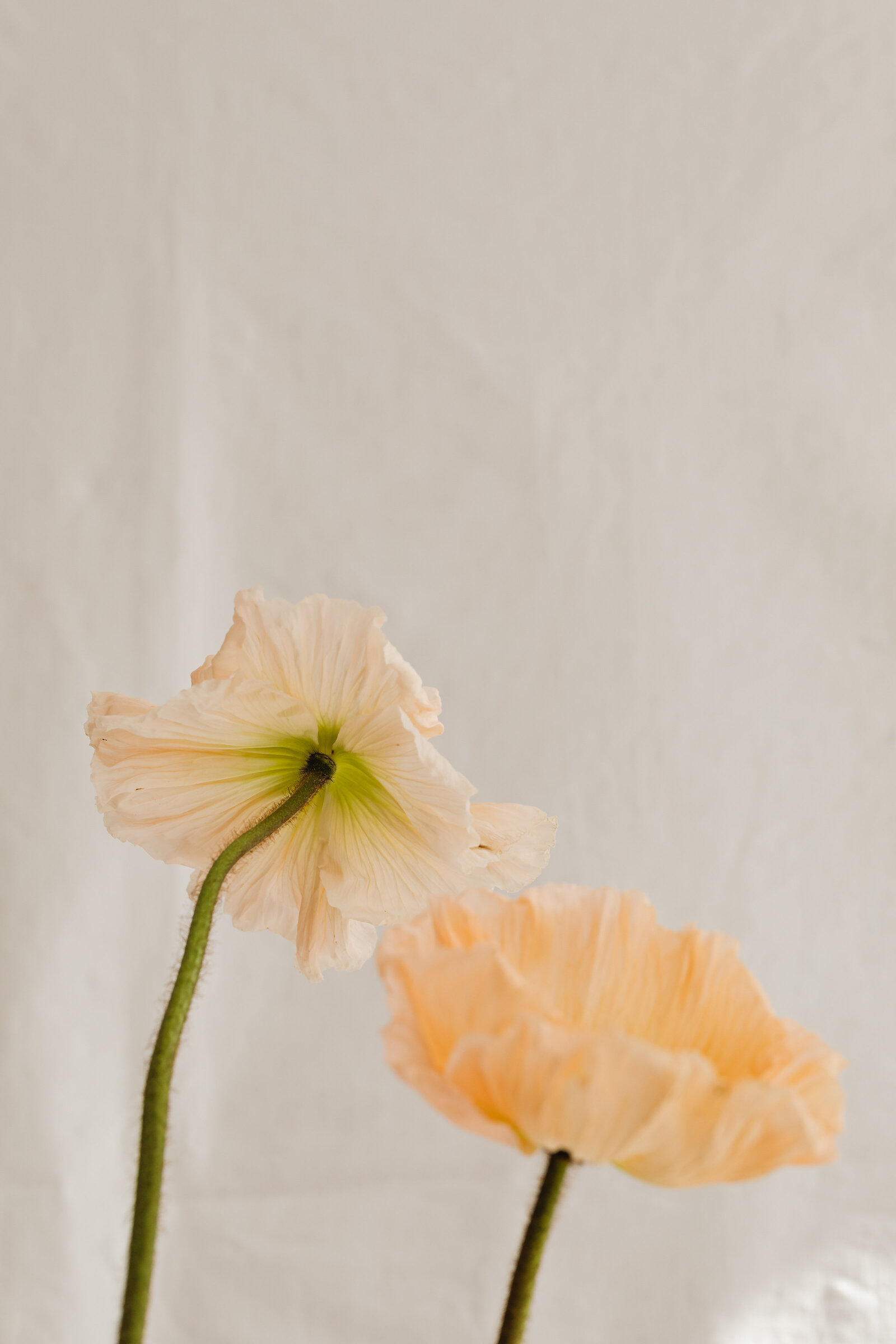 kaboompics_minimalist-flower-backgrounds-floral-compositions-white-fabric-abstract-30288
