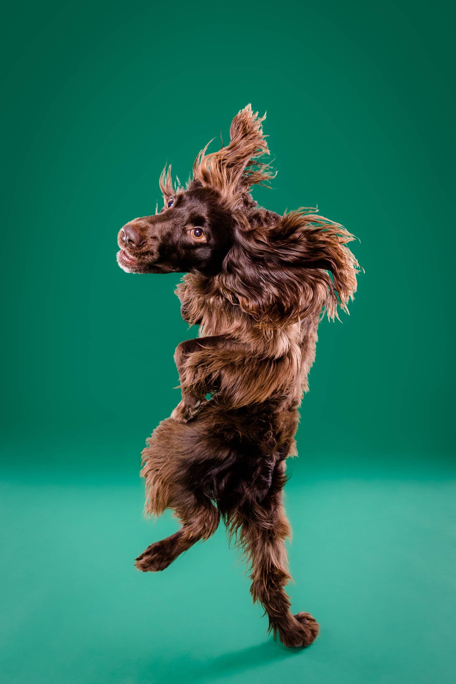 Portfolio - The Beloved Pup Photo Studios Alabama & South Eastern Dog Photographer 1