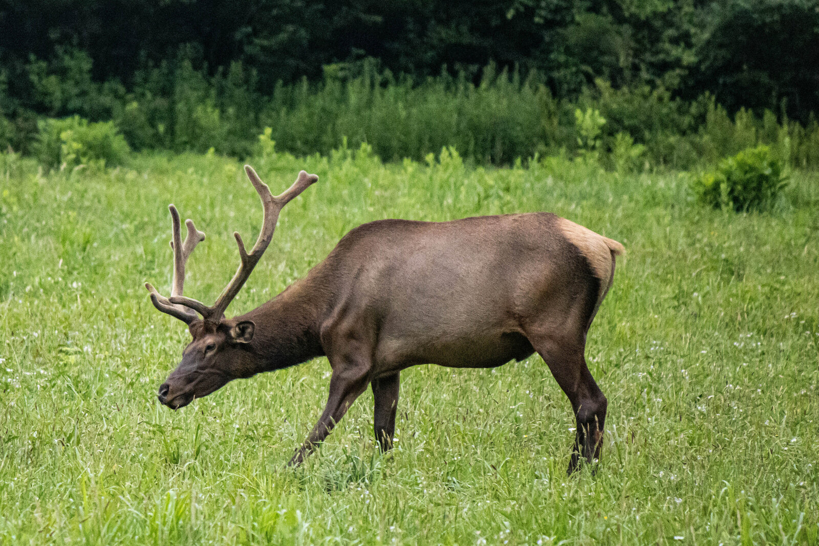 Whitetail deer buck2_Beastbird Media