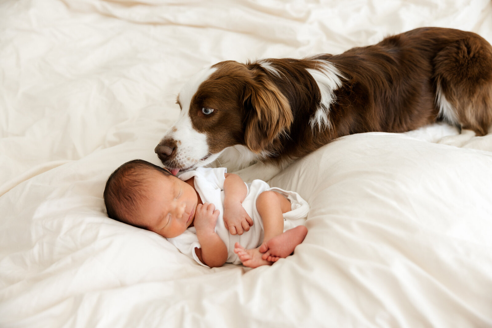 Boston Newborn Photography--17