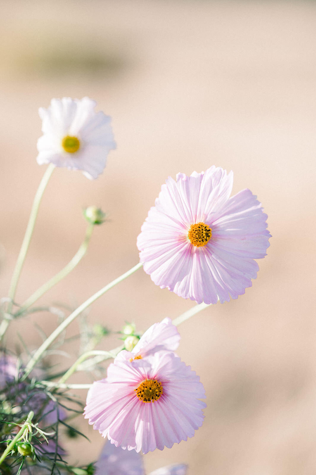 ZuriFloralDesignBrandingShoot-003