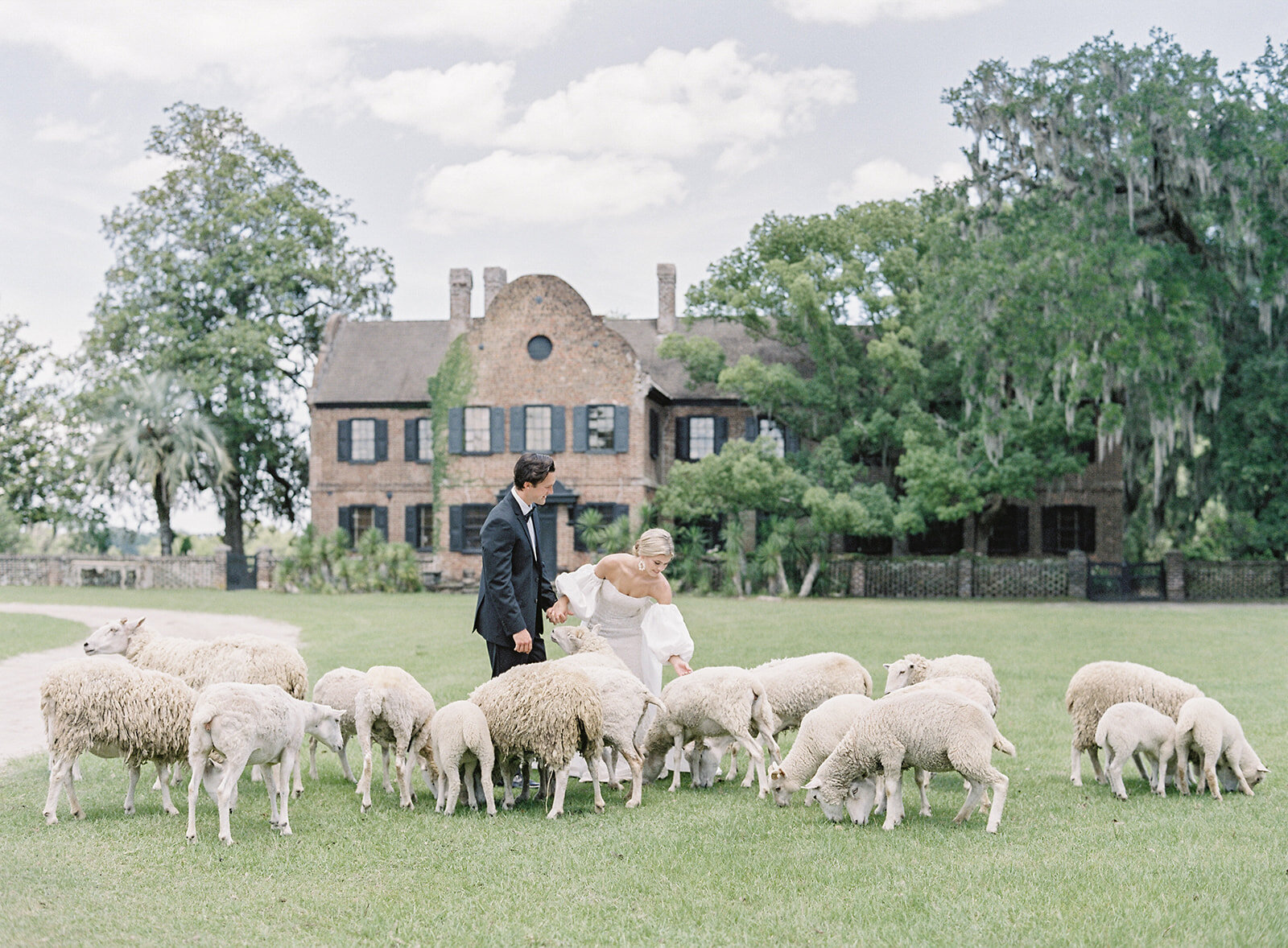 Bride and groom petting sheep in front of Middleton Place. Groom is wearing a black tux and bride is in an ivory wedding gown with ivory cape that shows her shoulder and has a train with puffed sleeves. Photographed by wedding photographers in Charleston  Amy Mulder Photography
