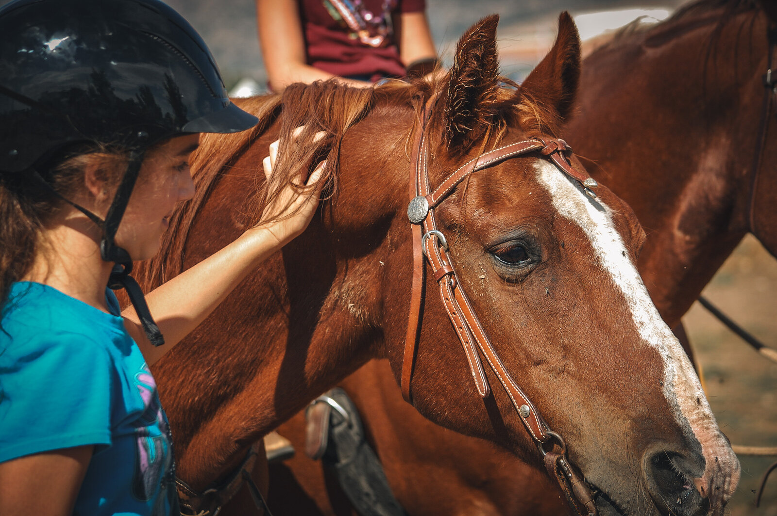 horses 110