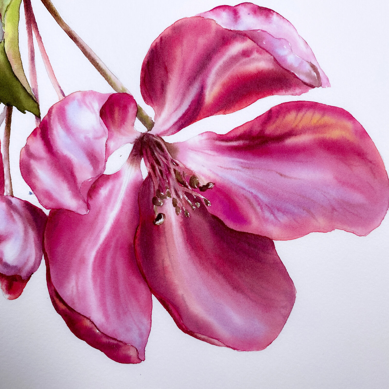 pink-flower-watercolor