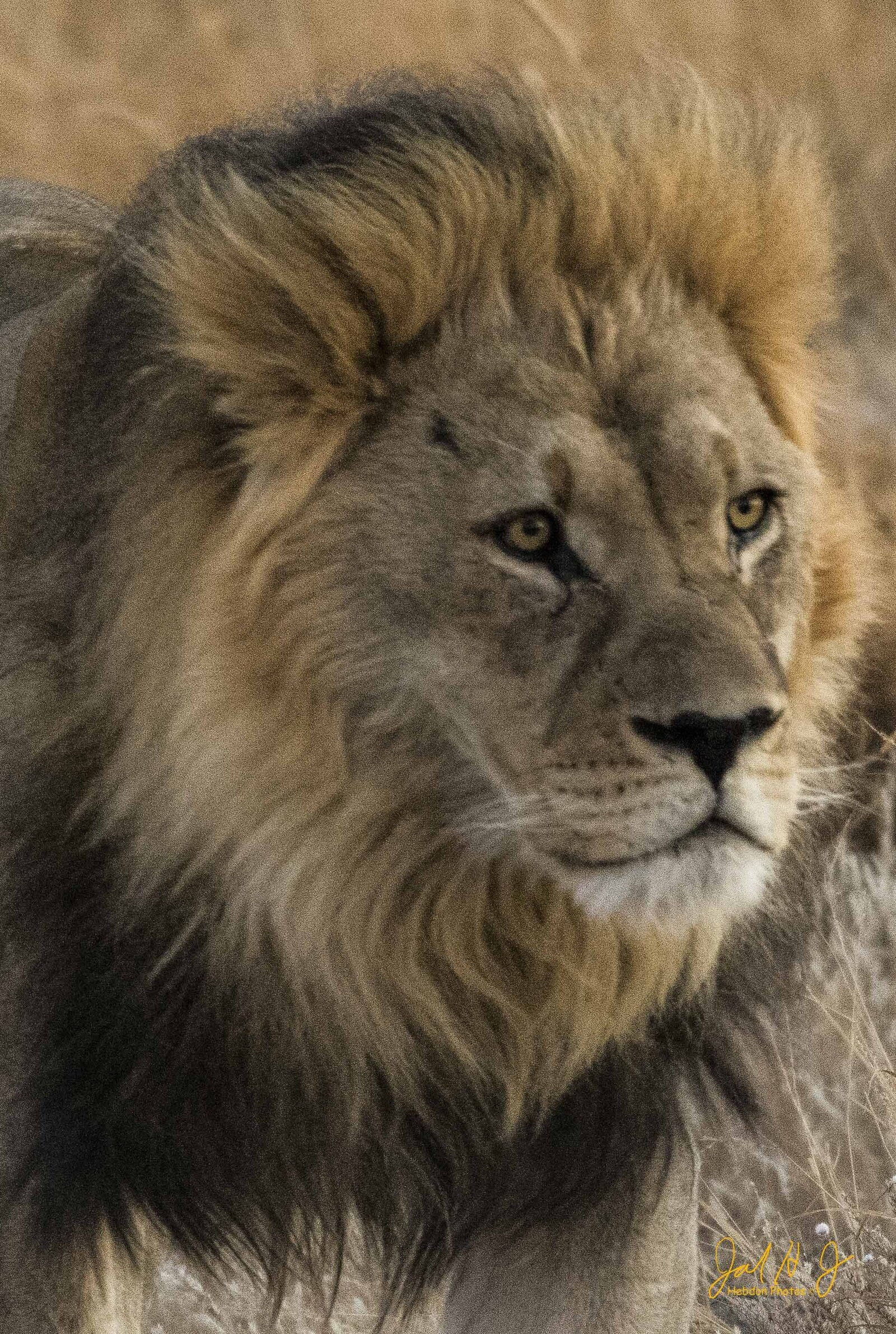 2016 Lion (4)