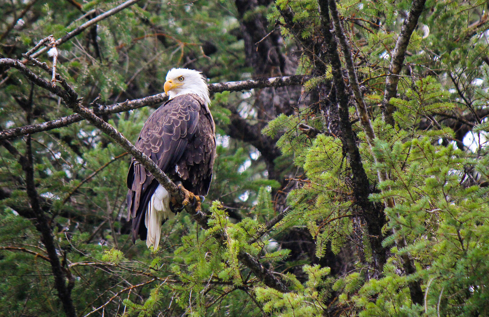 2014-07-7574-eagle-snake-river-cropped