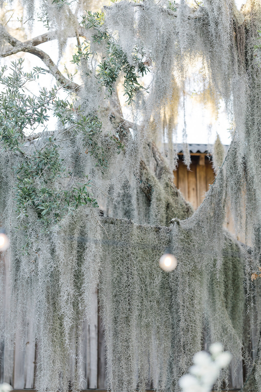 Boone Hall-6867
