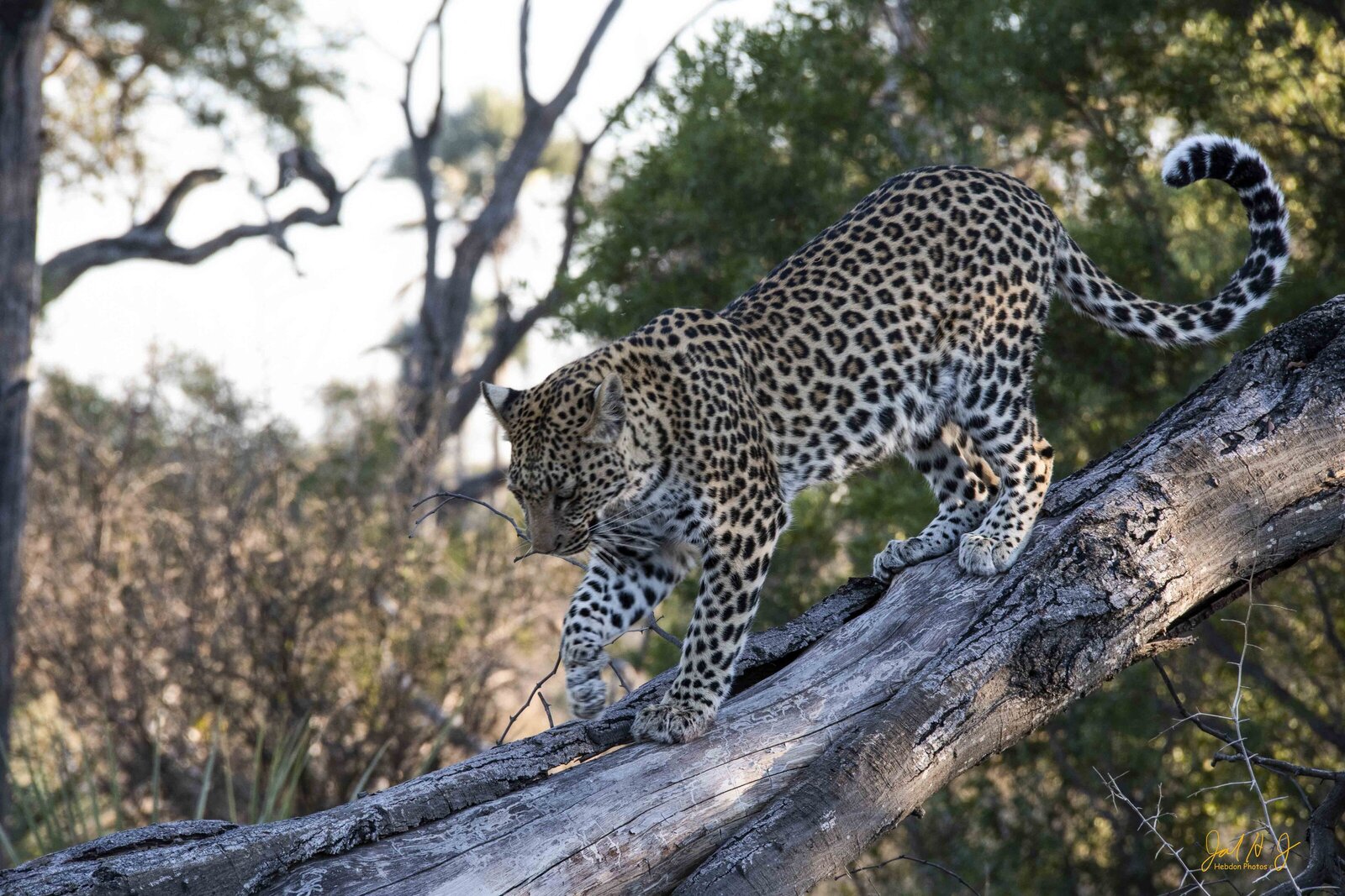 2019 Leopard (2)