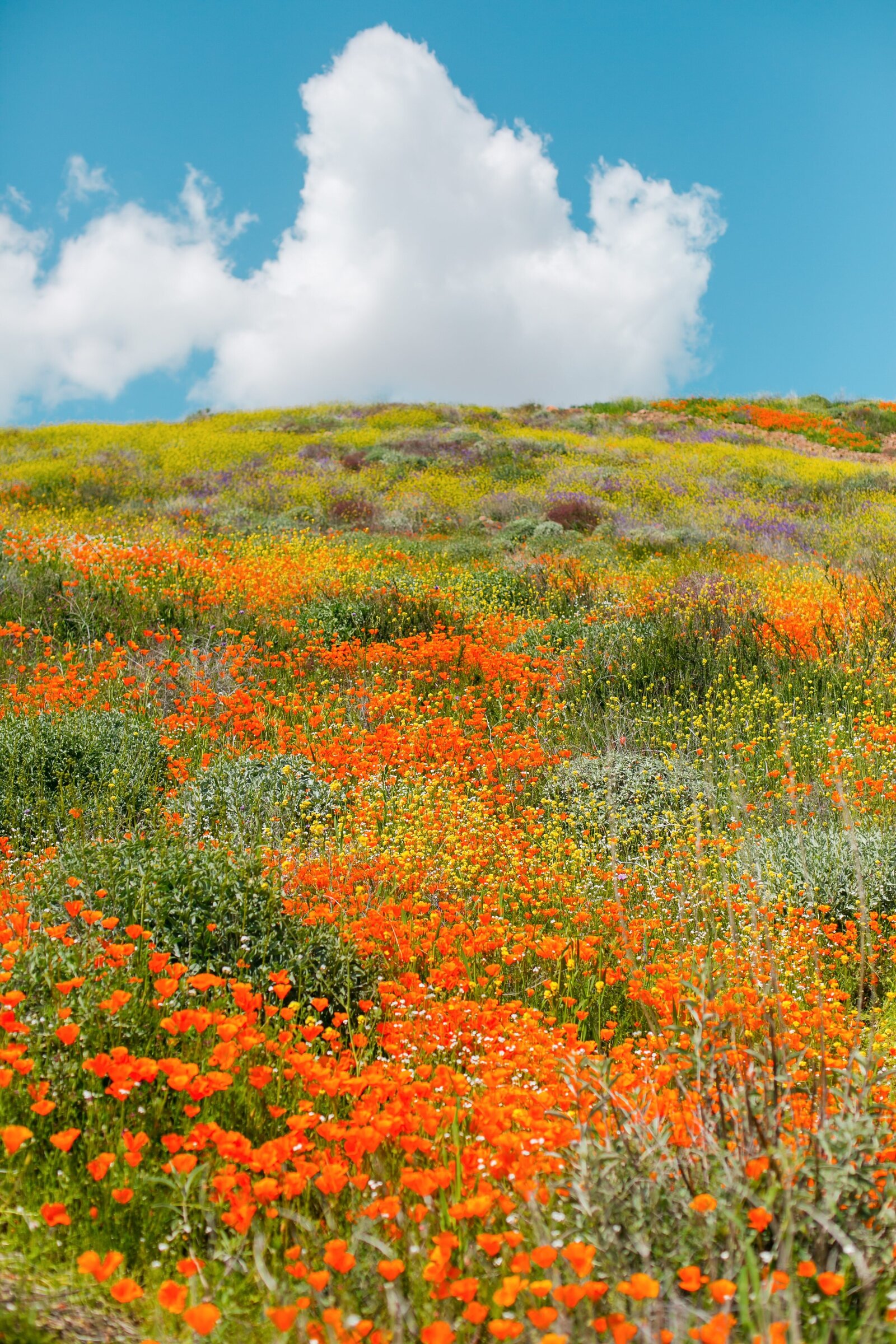 USA-North-America-Antelope-Valley-Poppy-Fields-Blooms-0034