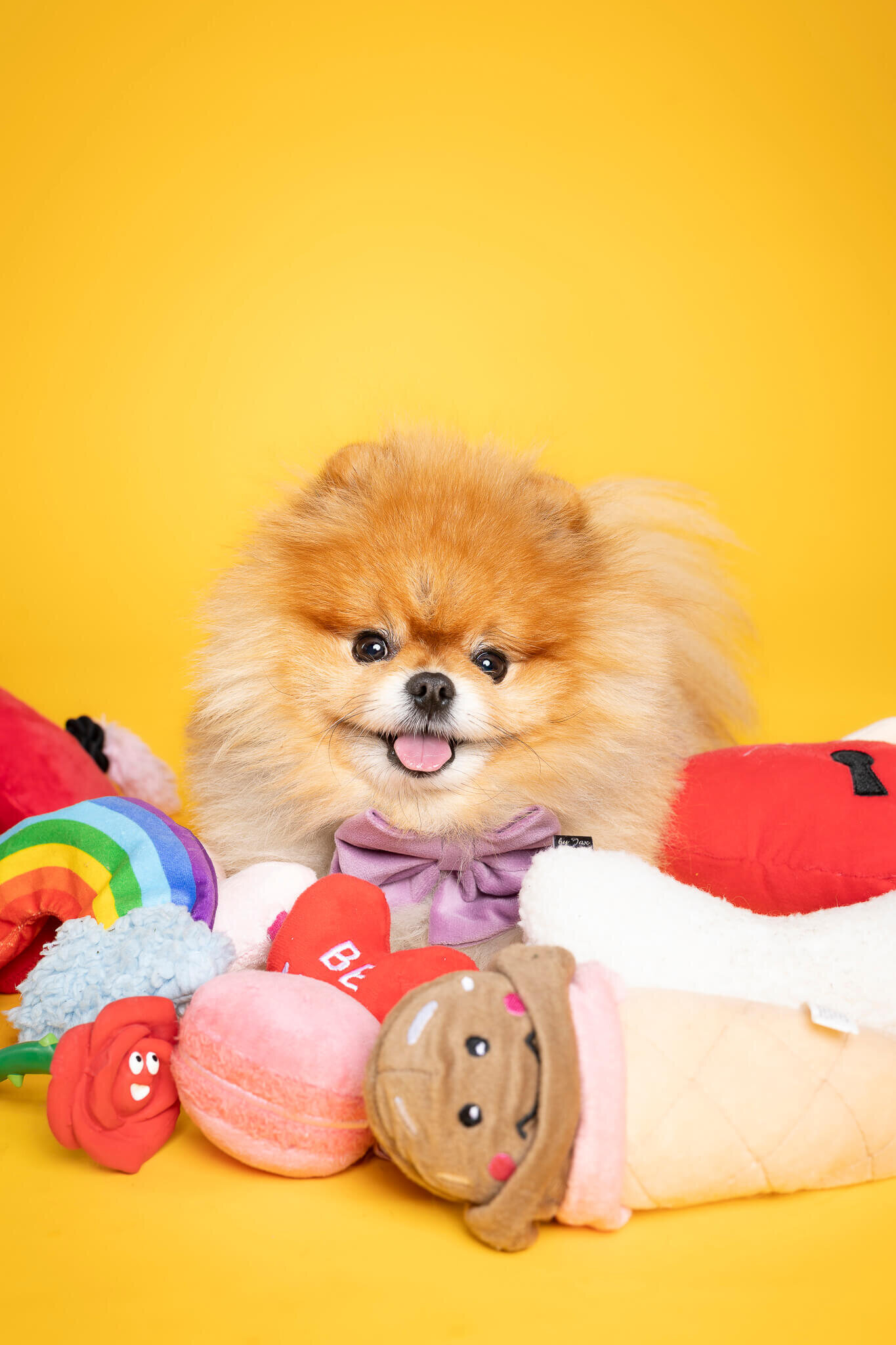 002_20250217_Pretty_Paws_honden_fotografie_Buddy_LR
