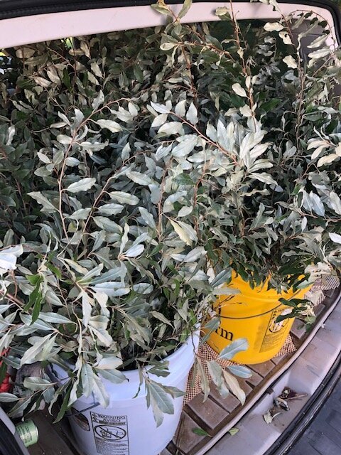 QBR Autumn Olive 