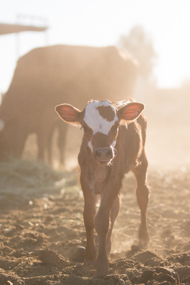 128FarmCreditWestWillowRanchFullyAlivePhotography2019web