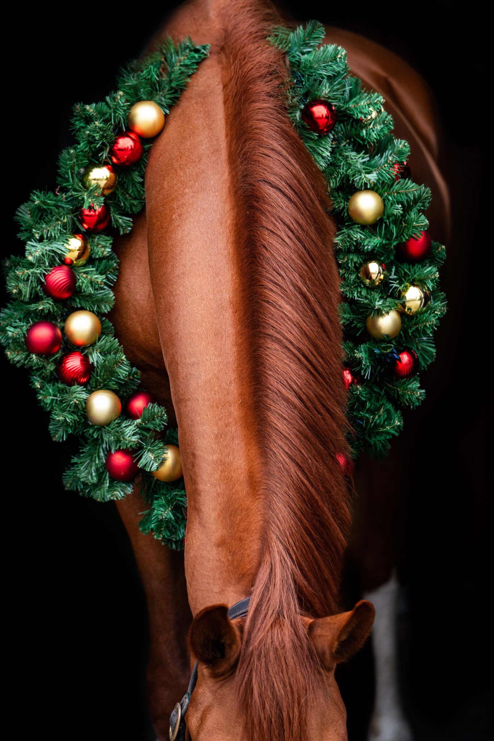 Kerstfoto paard gemaakt door Cheyenne Vlottes (4)