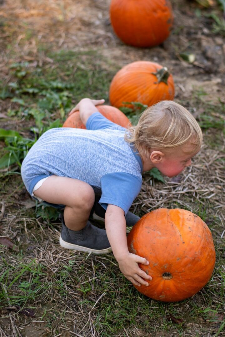 Pumpkin_Patch_Sevierville_TN