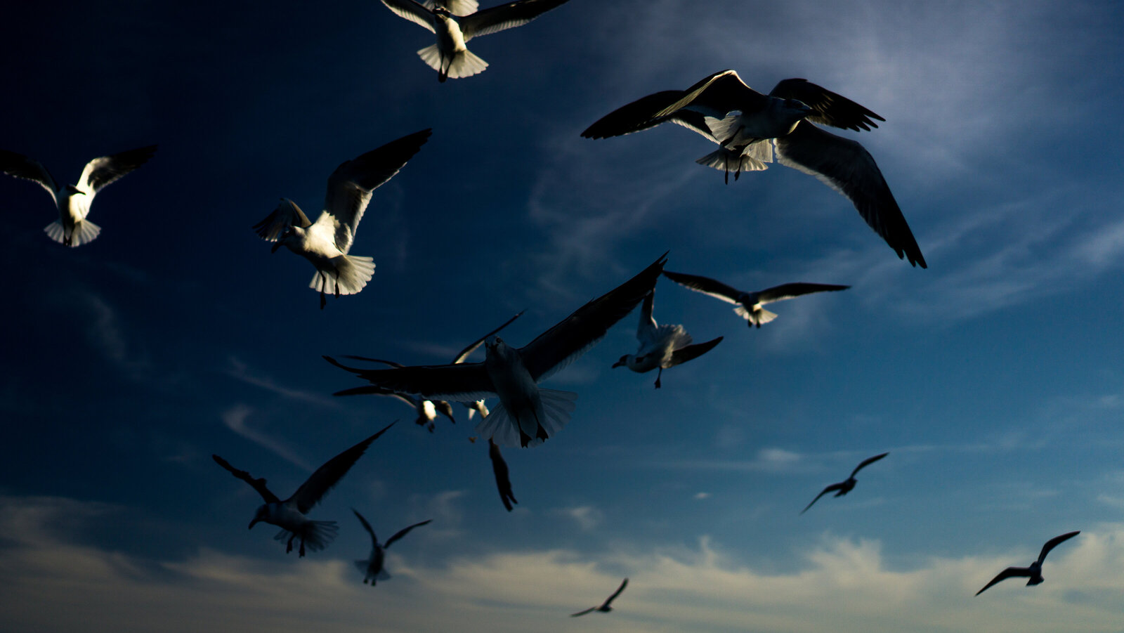 BIRDS-1