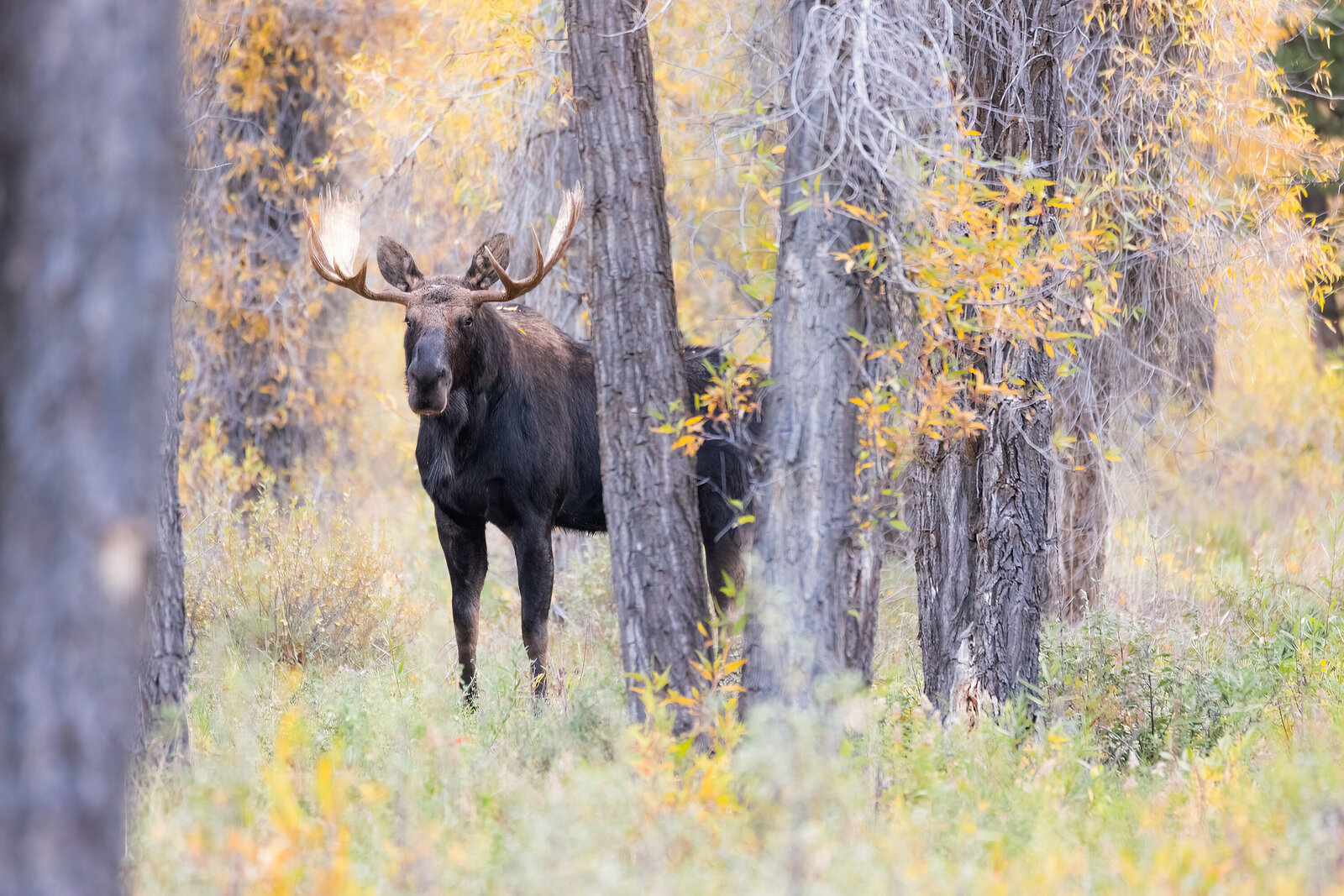 2022-09-29_Y3A4013-bull-moose-gtnp-website