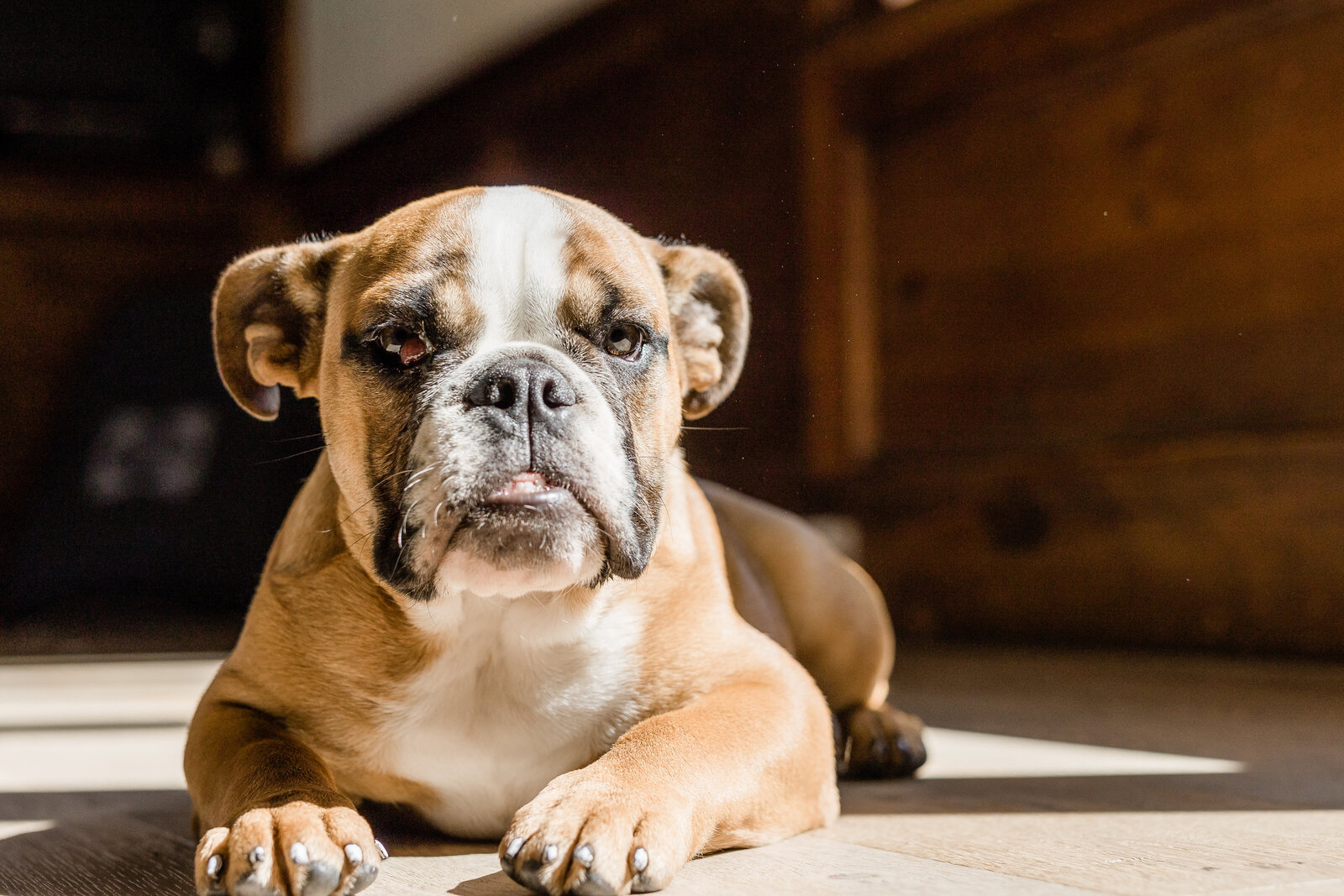 french bulldog basking in the sun on wood floor of living room