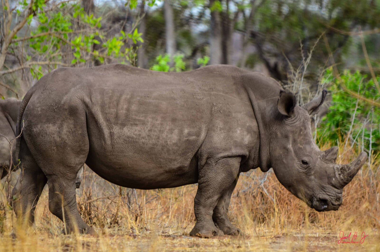 2013 Rhino (1)