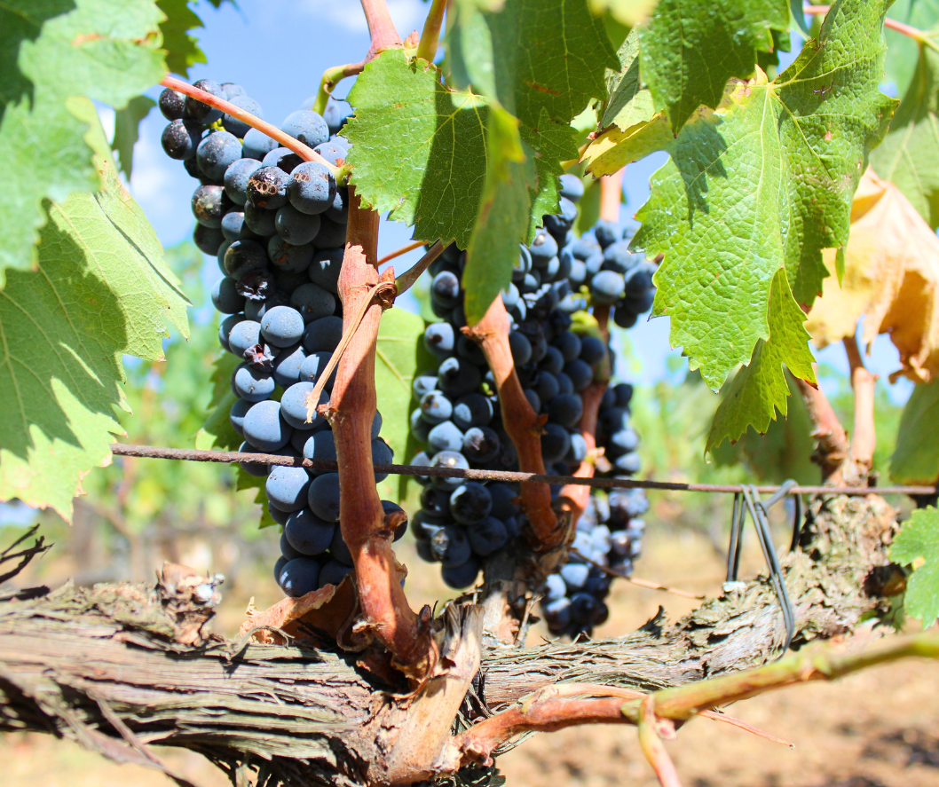 tuscan grapes