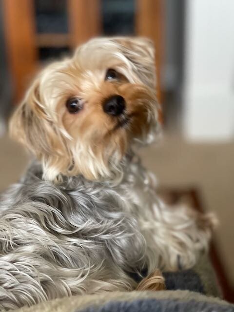 Adorable image of Bearsteen, Amy Hodder's beloved Yorkie, posing in Lakewood, Colorado - Amy Hodder Photography
