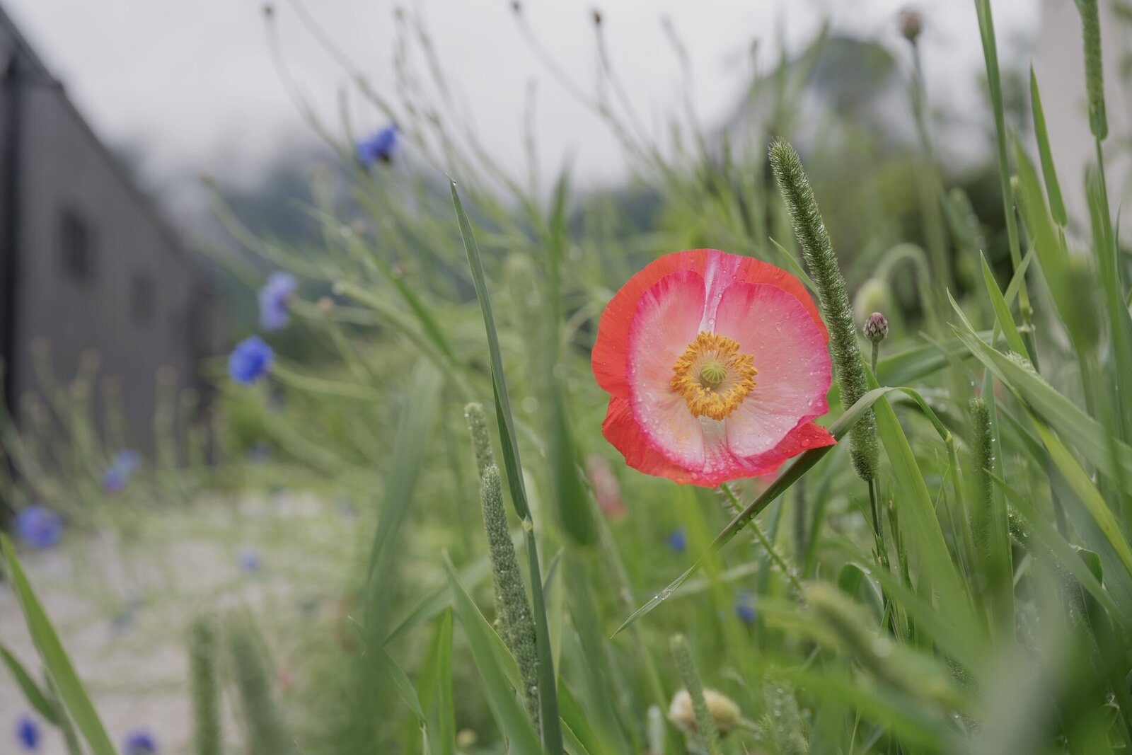 Vibrant poppy against a stunning mountain backdrop, capturing the natural beauty of the Alps at The Campus Alps.com, ideal for outdoor retreats and relaxation in the heart of nature.
