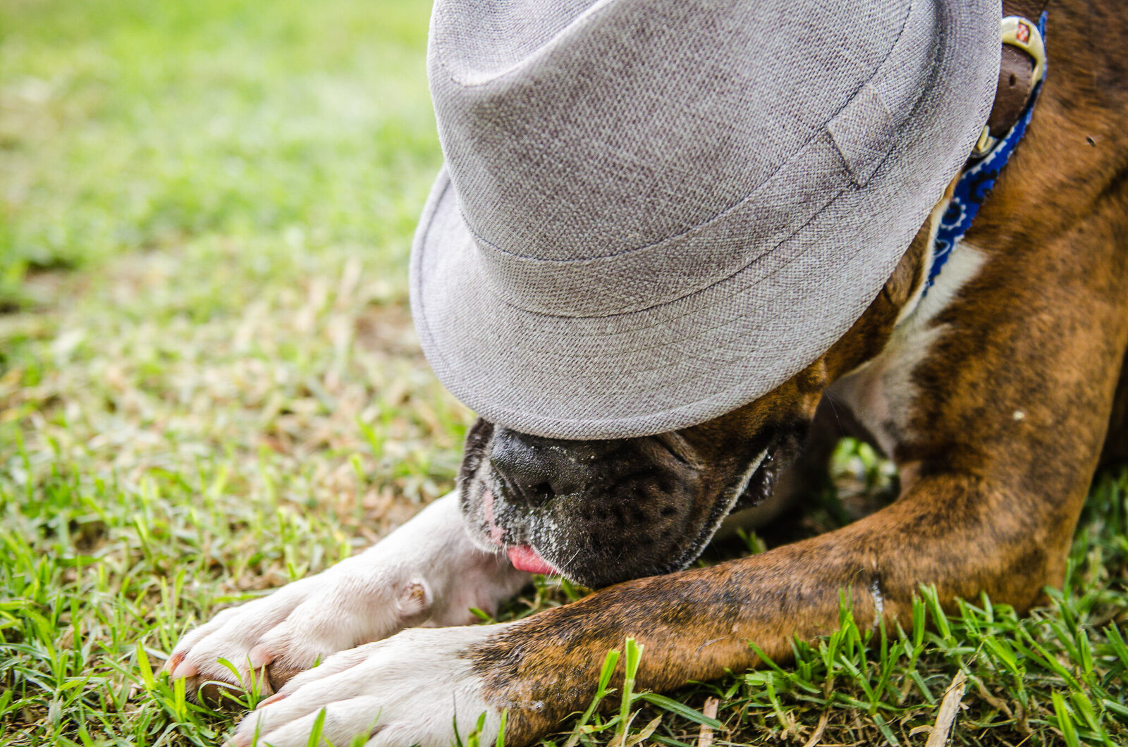 Dogs with character-6