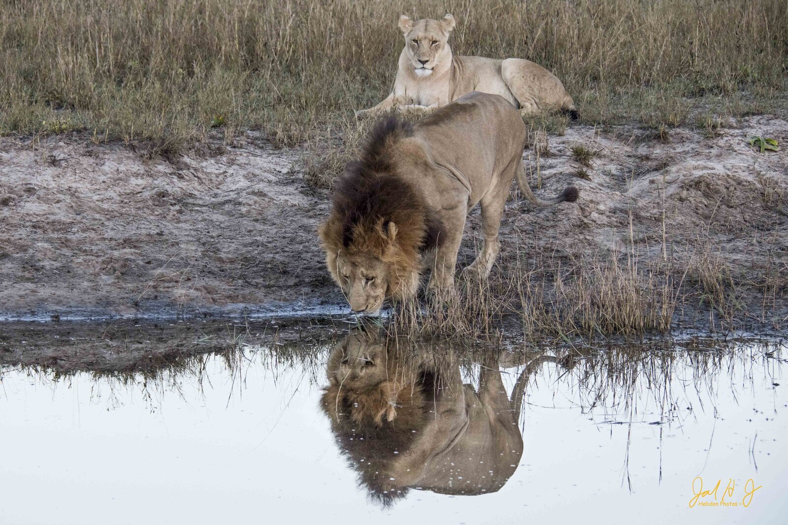 2017 Lion (1)