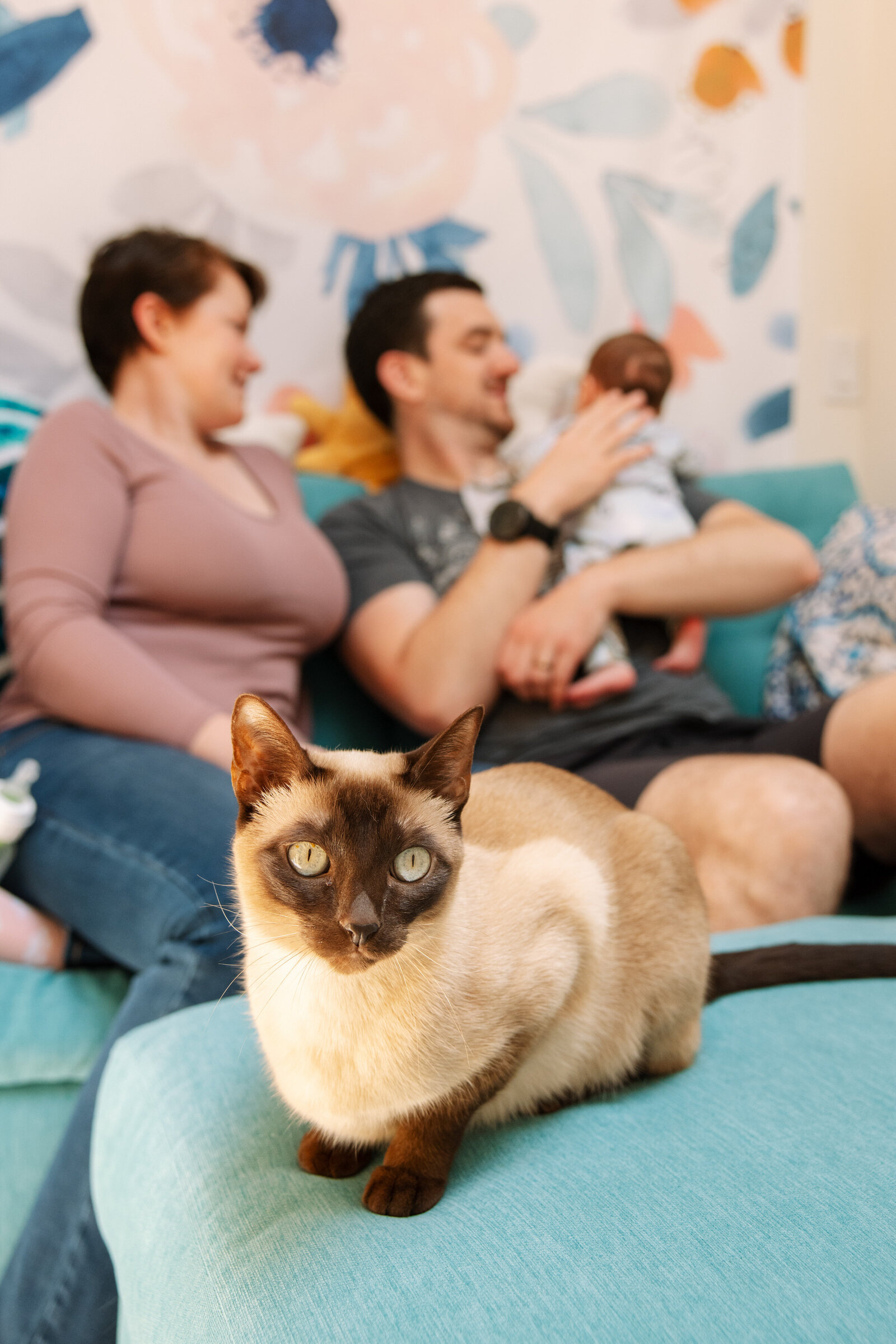 newborn photos with cat san francisco