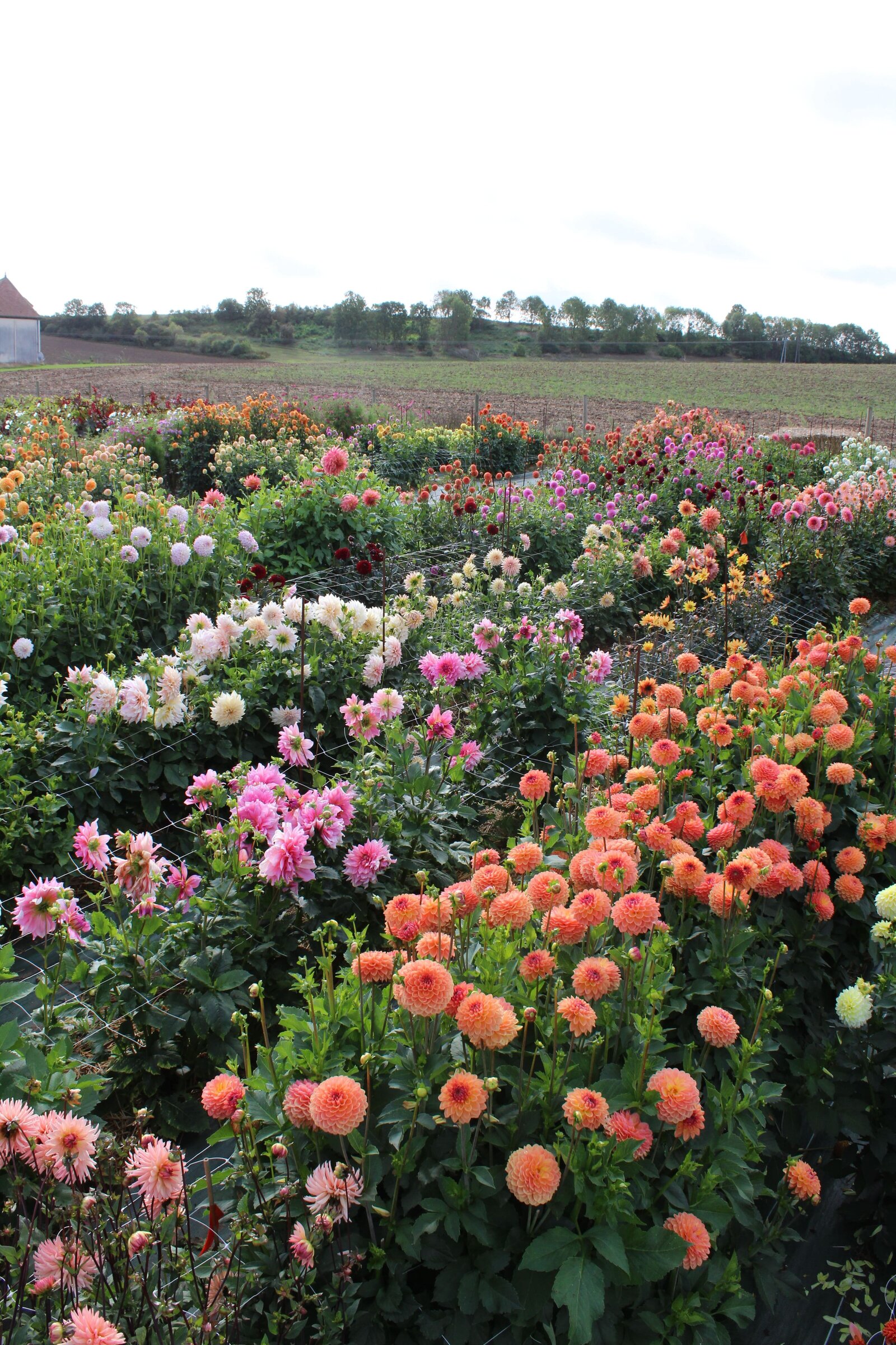 classesflorale_worshop_fermeflorale_20