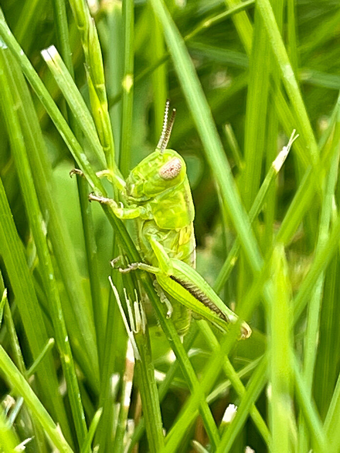 Grasshoper