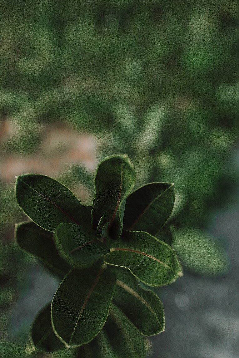 Chengwatana_217