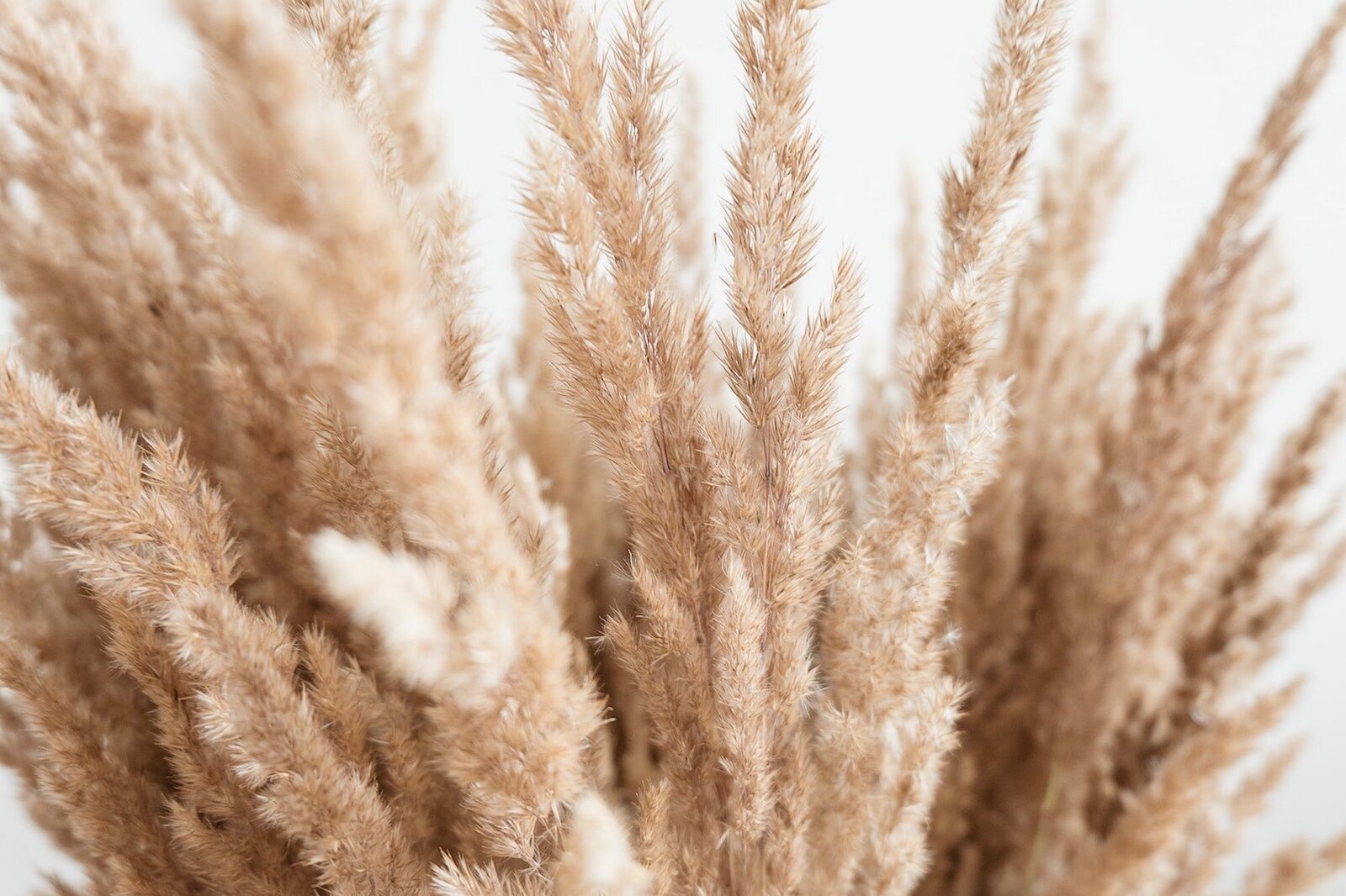 Dried grass