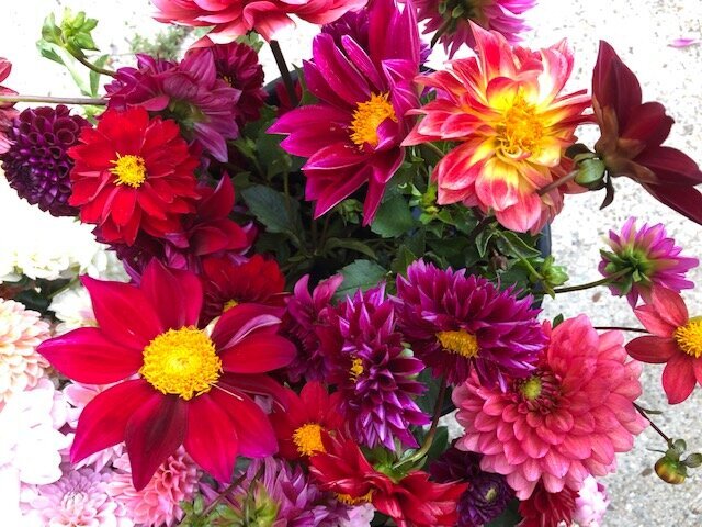 QBR red and pink dahlias