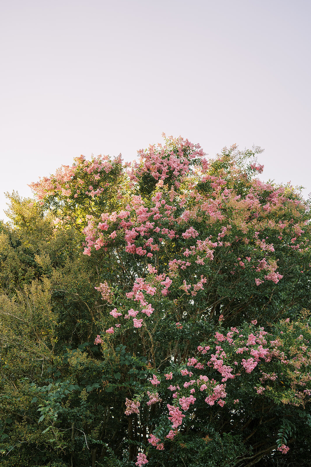 rachelpearlmanphotography_carlinivalis-1154