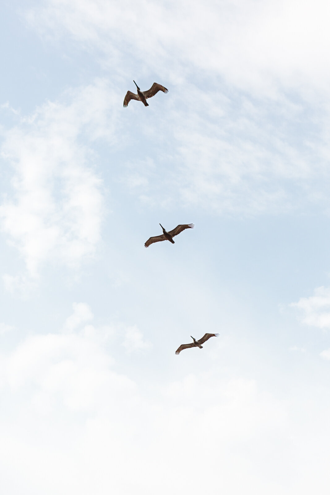beachy pelicans-galveston-texas-danielle-motif