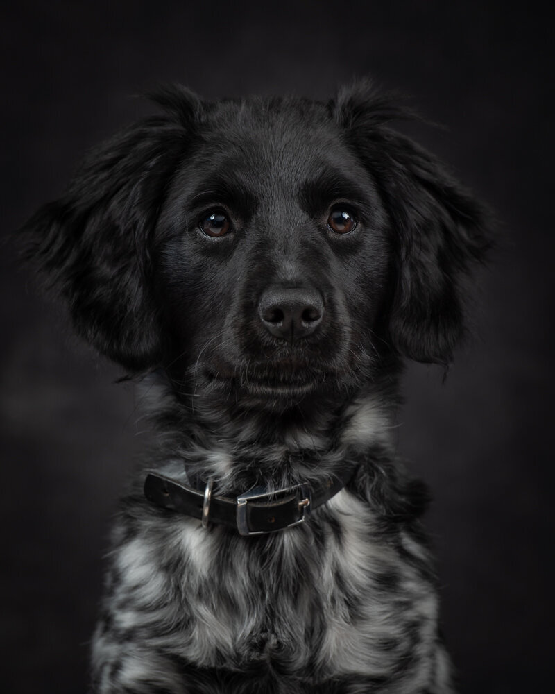 Ervaar de tijdloze schoonheid van portretfotografie in onze studio in Drenthe. Hilde Fotografie legt de persoonlijkheden van je trouwe viervoeter vast met precisie en vakmanschap, voor een hondenportret die een leven lang meegaat