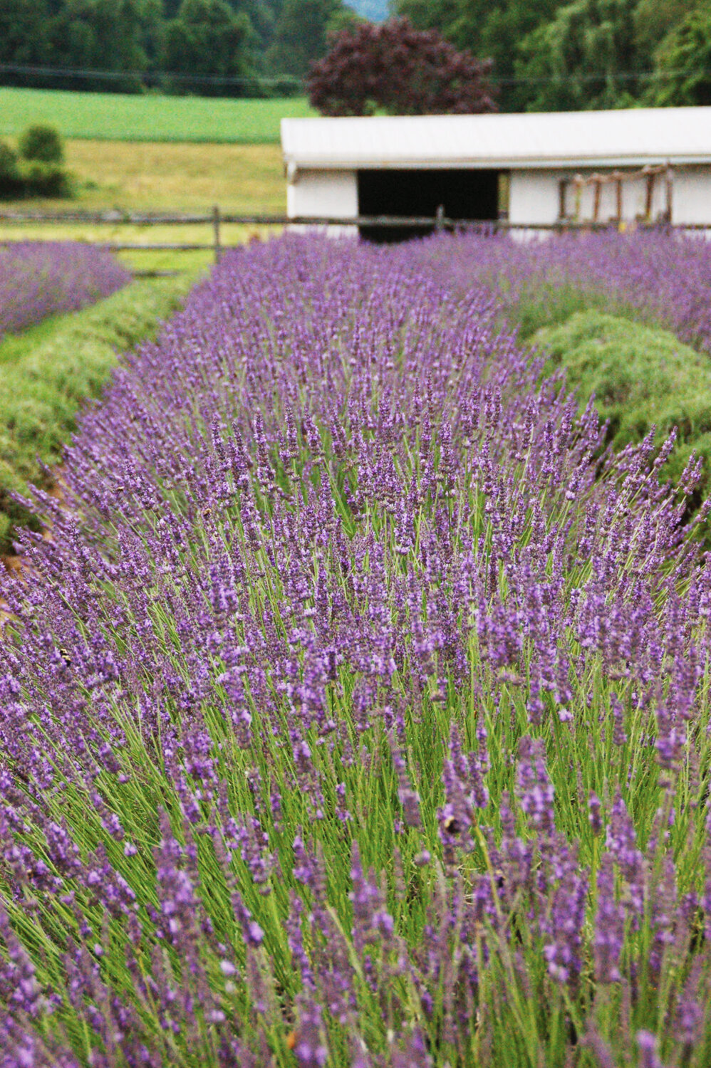 Lavender-interspec-Phenomenal-2
