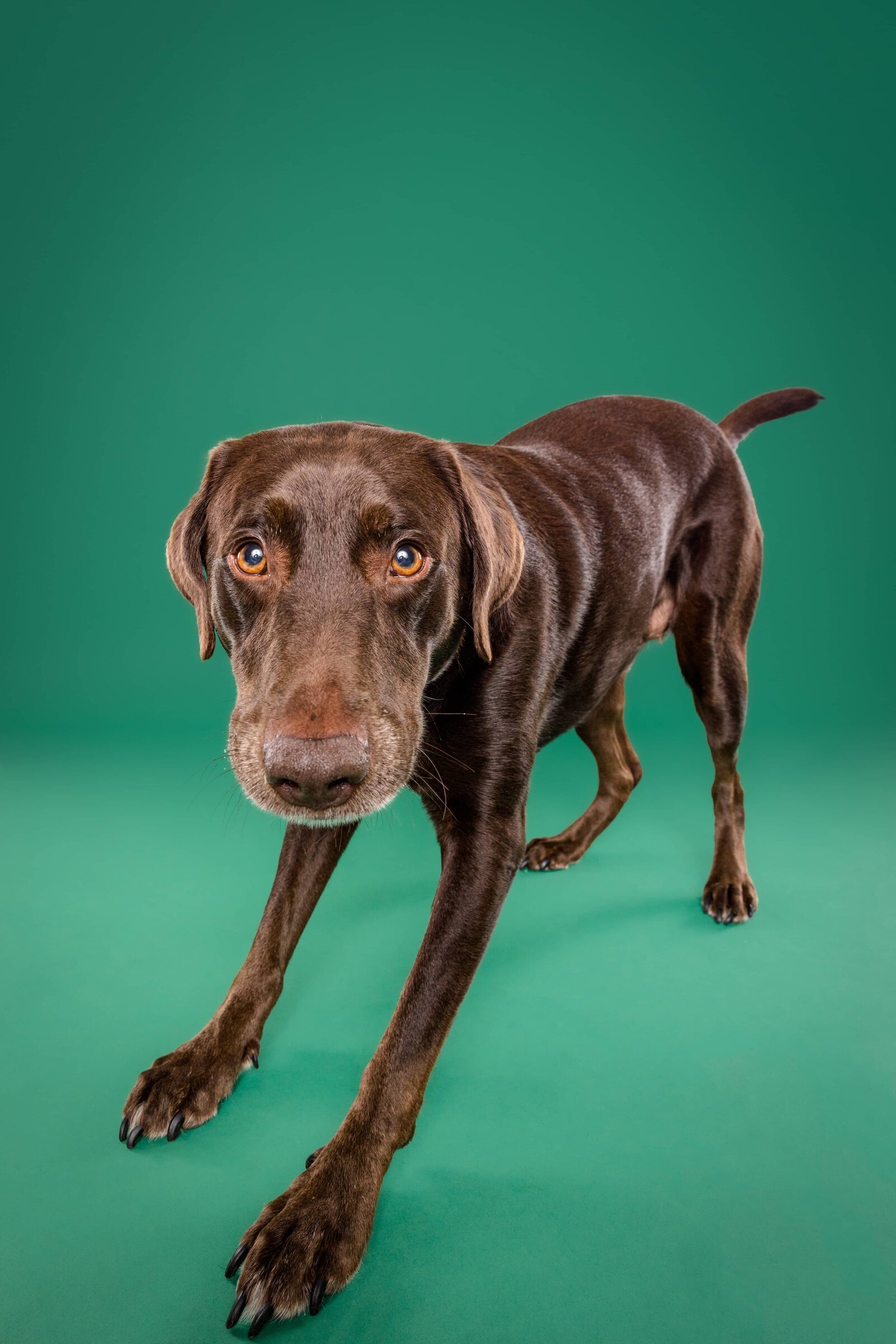 The Beloved Pup Photo Studio Homepage Photos - Alabama Dog Photographer 3