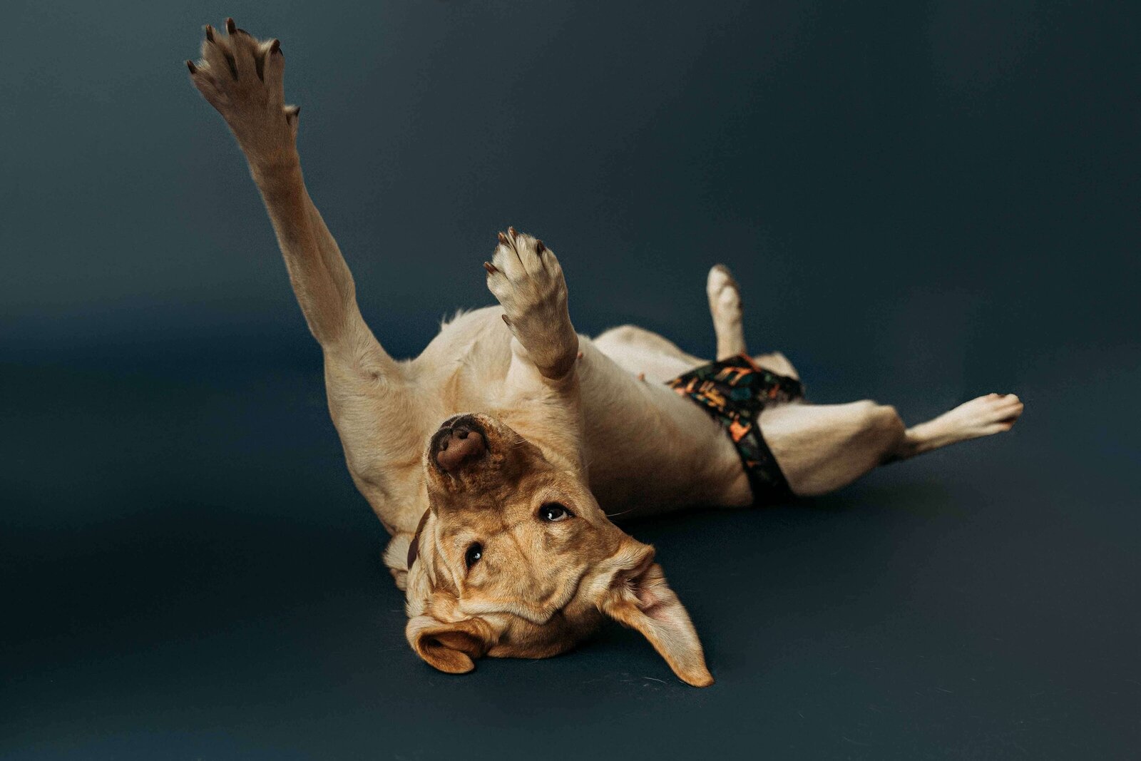 harrisburg-dog-photographer_5235-2-Edit