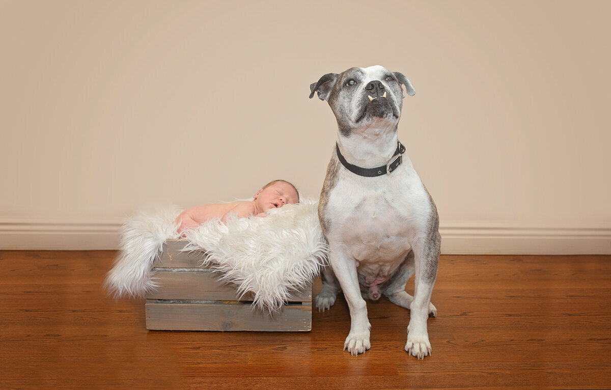 home-newborn-photography-rockland-ny-10